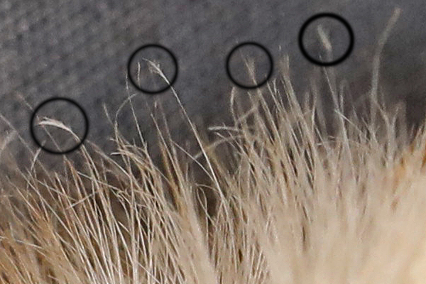 Figure 8. Barn Owl filoplumes on facial disc