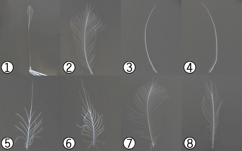 Figure 10. Barn Owl sampled feathers