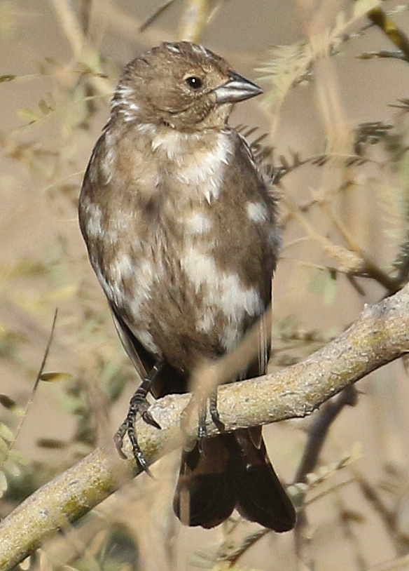 Brown-headed Cowbird, Santa Cruz Flats, AZ.Progressive graying.