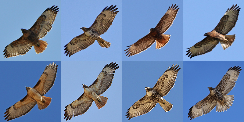 Red-tailed Hawk RTHA