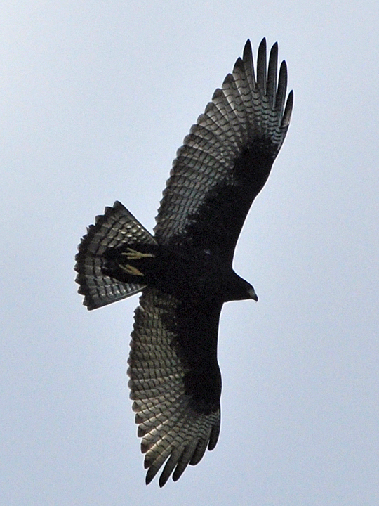 Zone-tailed Hawk ZTHA