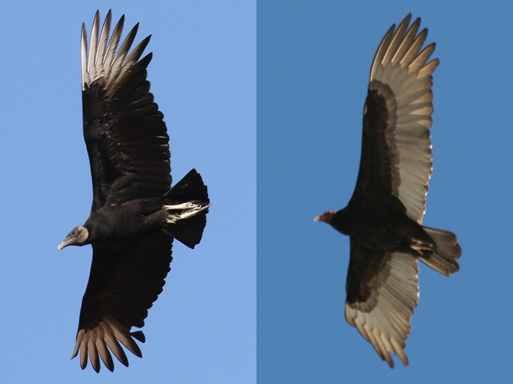 Black Vulture vs Turkey Vulture