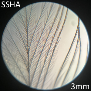 Sharp-shinned Hawk SSHA medial view