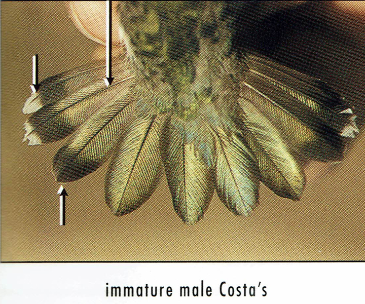 Costa's Hummingbird male HY