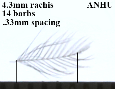 Anna's Hummingbird ANHU barb spacing