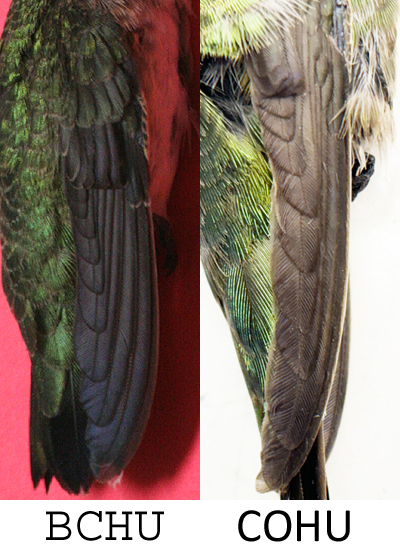 wing comparison