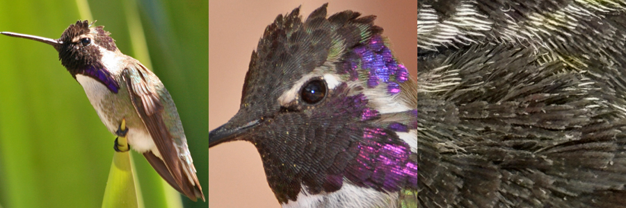 Costa's Hummingbird COHU
