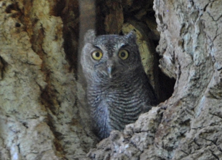 Western Screech-Owl owlet