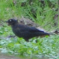 Rusty Blackbird RUBL