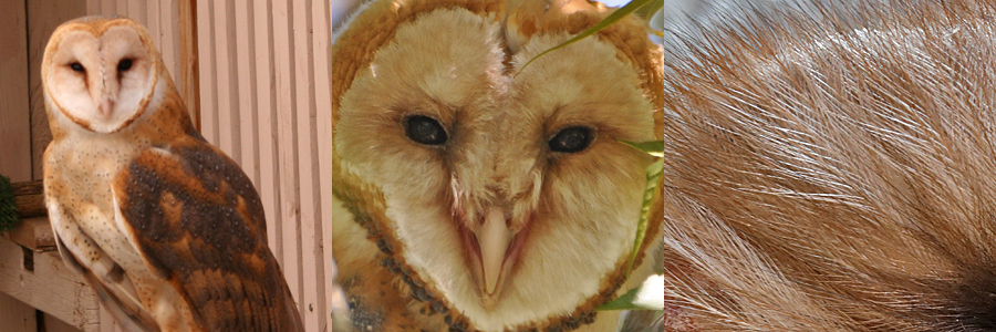 Barn Owl BANO