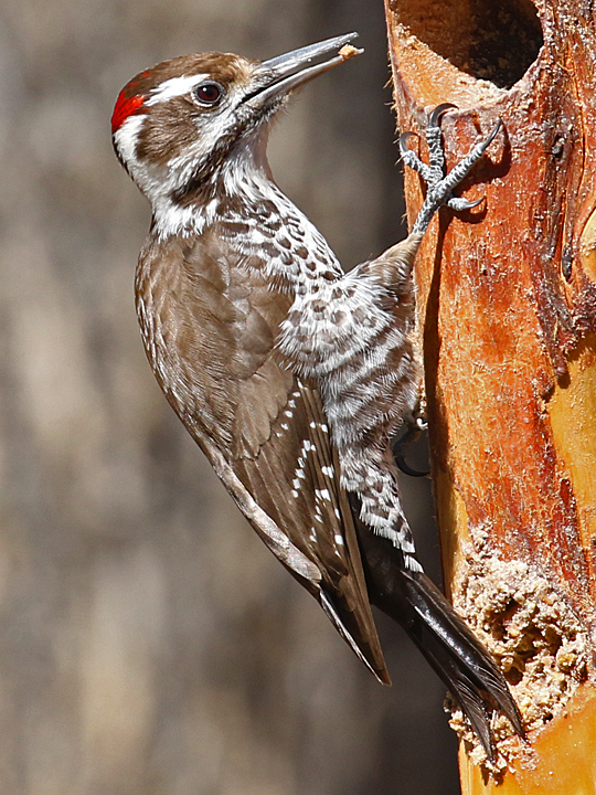 Arizona Woodpecker AZWO