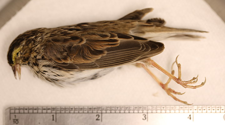 Savannah Sparrow SAVS length