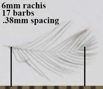 Savannah Sparrow SAVS barb spacing