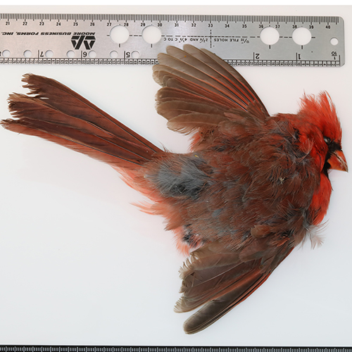 Northern Cardinal NOCA length
