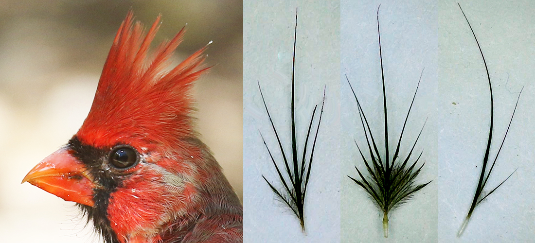 Northern Cardinal NOCA bristle feather