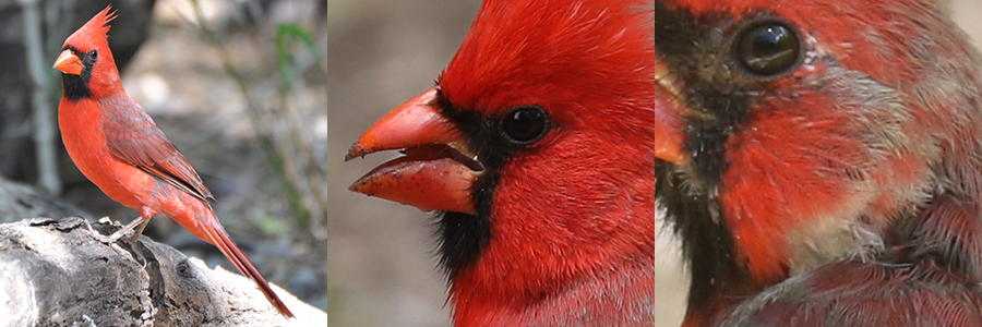 Northern Cardinal NOCA