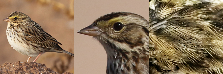 Savannah Sparrow SAVS