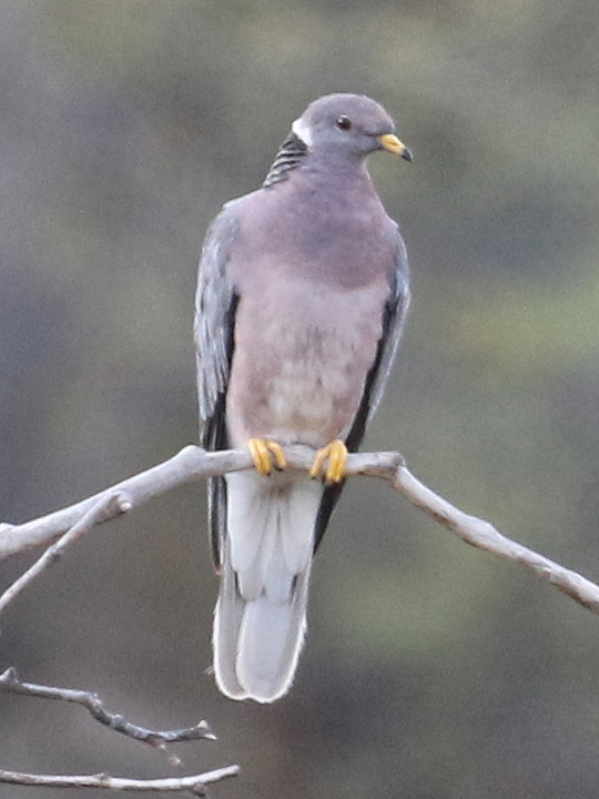Band-tailed Pigeon BTPI