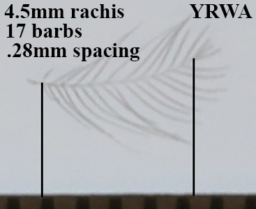 Yellow-rumped Warbler YRWA barb spacing