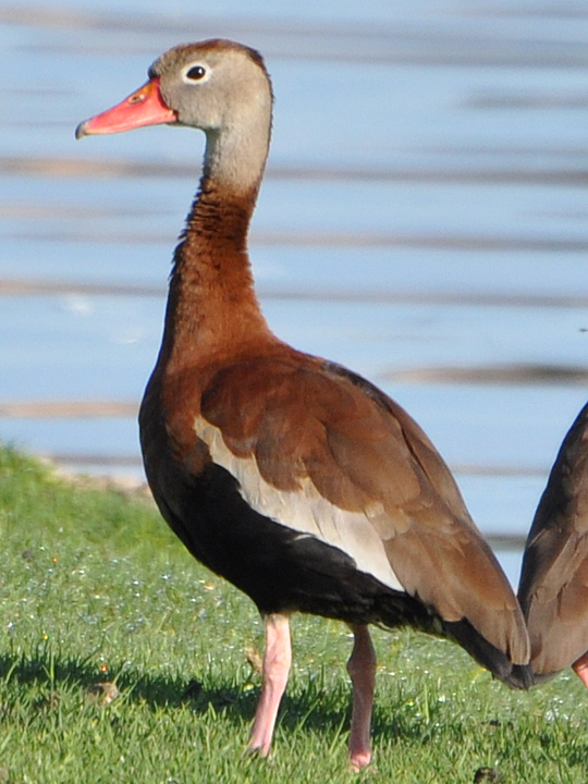 Black-bellied Whistling-Duck BBWD – HollandWest