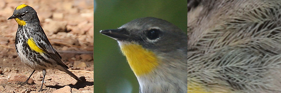 Yellow-rumped Warbler YRWA
