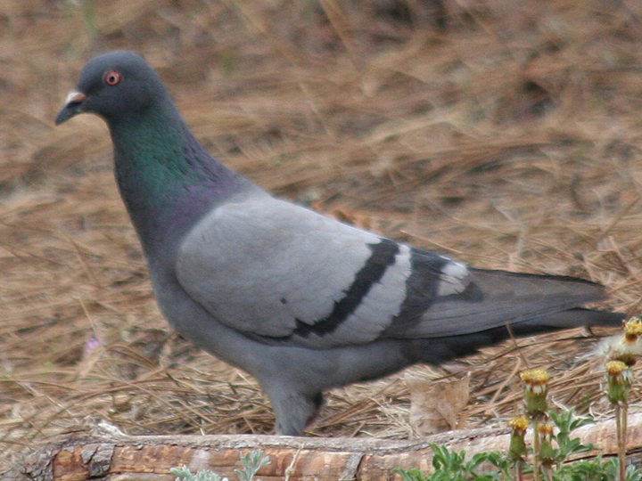 Rock Pigeon ROPI