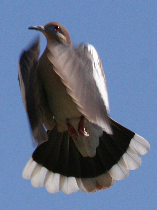 White-winged Dove WWDO