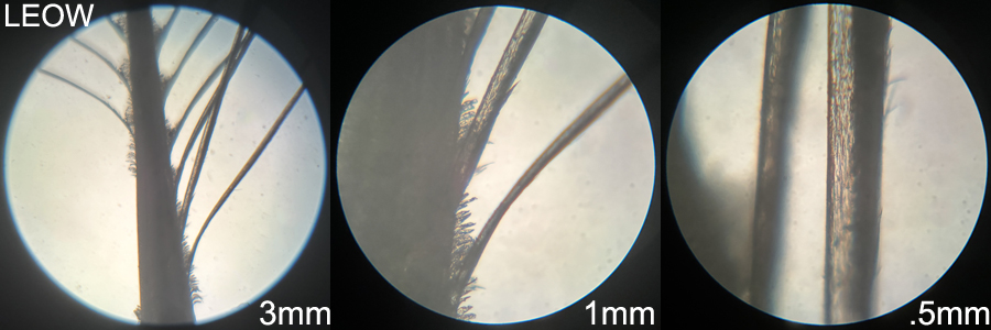 Long-eared Owl LEOW proximal view feather 1