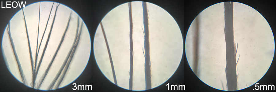 Long-eared Owl LEOW distal view feather 2