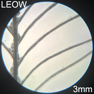 Long-eared Owl LEOW medial view feather 2