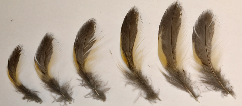 Long-eared Owl LEOW ear tuft feathers (one set)