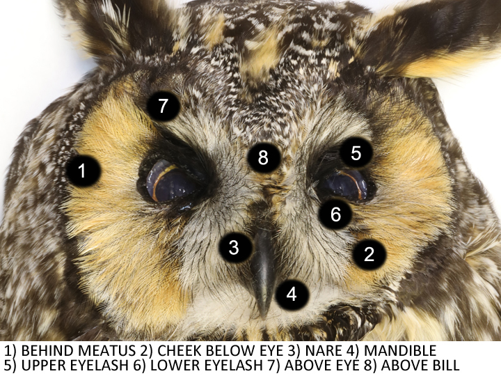 Long-eared Owl LEOW facial disk
