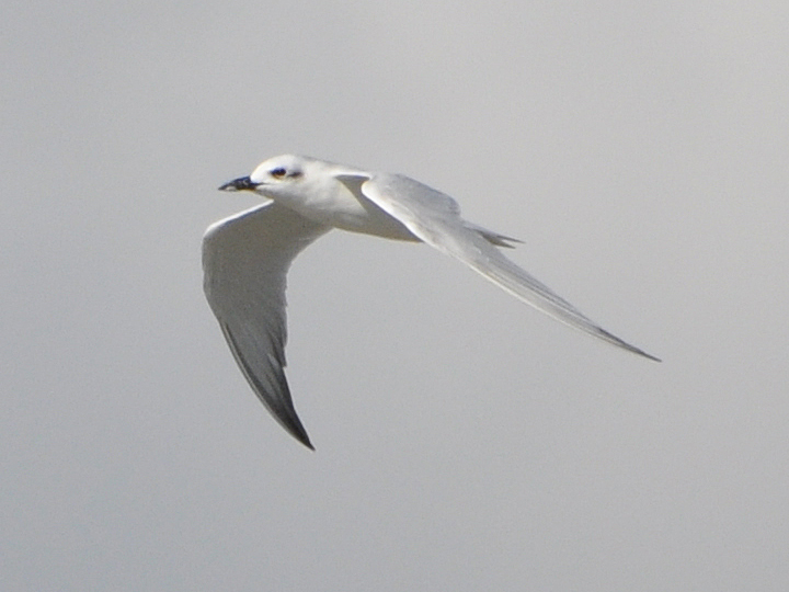 Gull-billed Tern GBTE
