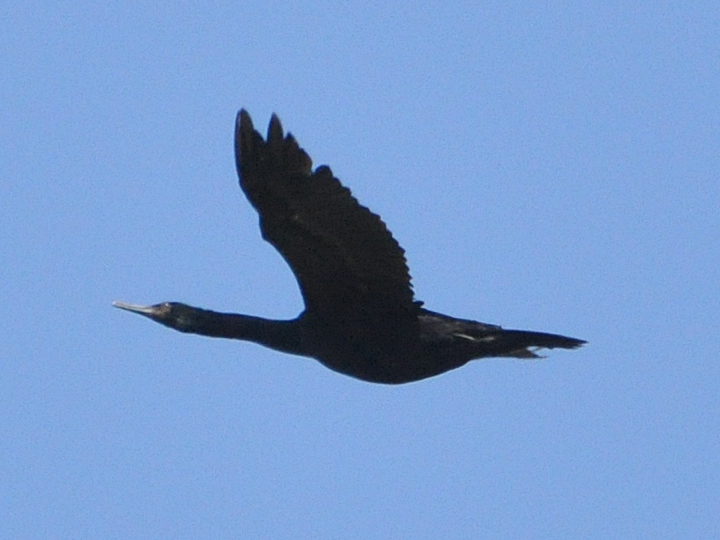 Pelagic Cormorant PECO
