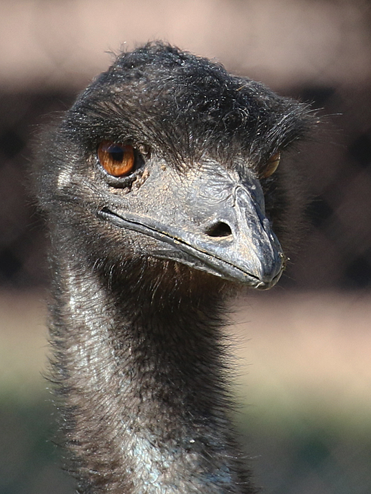 Emu EMUU