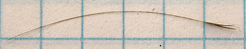 Ring-necked Pheasant RNEP filoplume