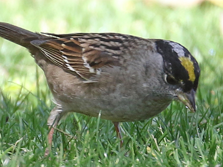 Golden-crowned Sparrow GCSP