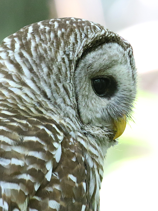 Barred Owl BADO