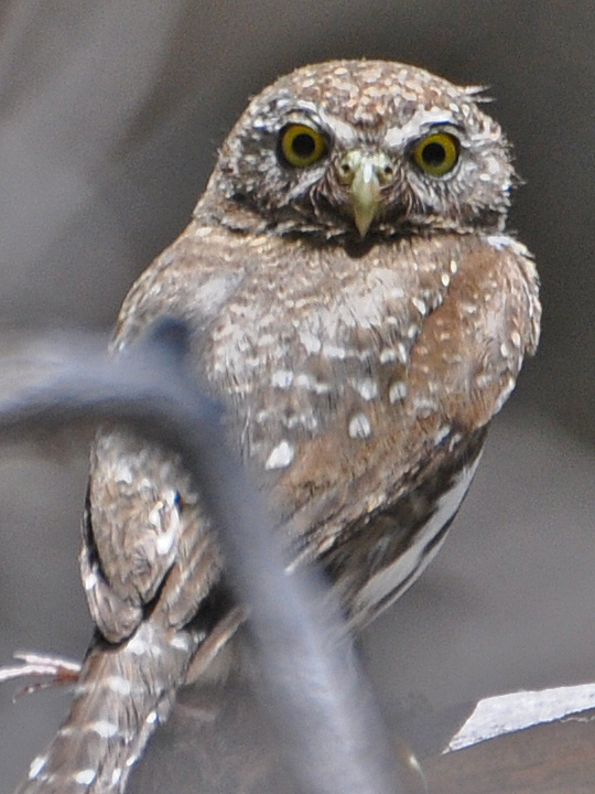 Northern Pygmy-Owl NOPO
