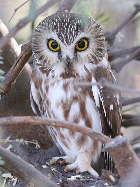 Northern Saw-whet Owl NSWO