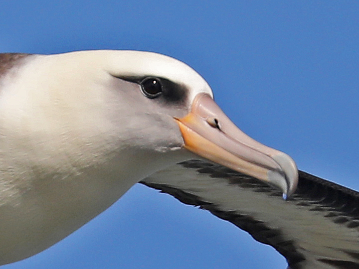 Laysan Albatross LAAL