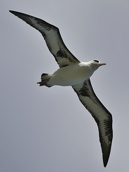 Laysan Albatross LAAL