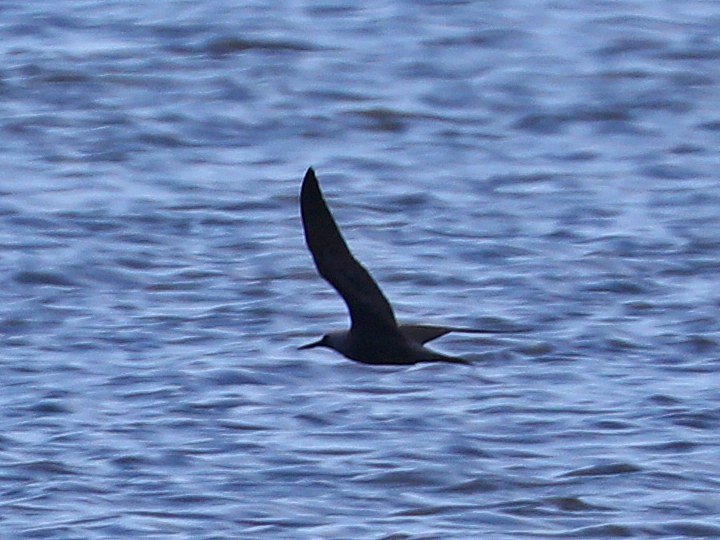Black Noddy BLNO