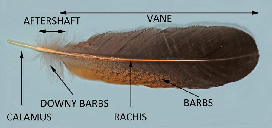 parts of a feather