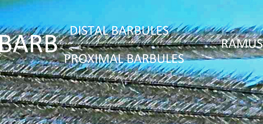 barbules