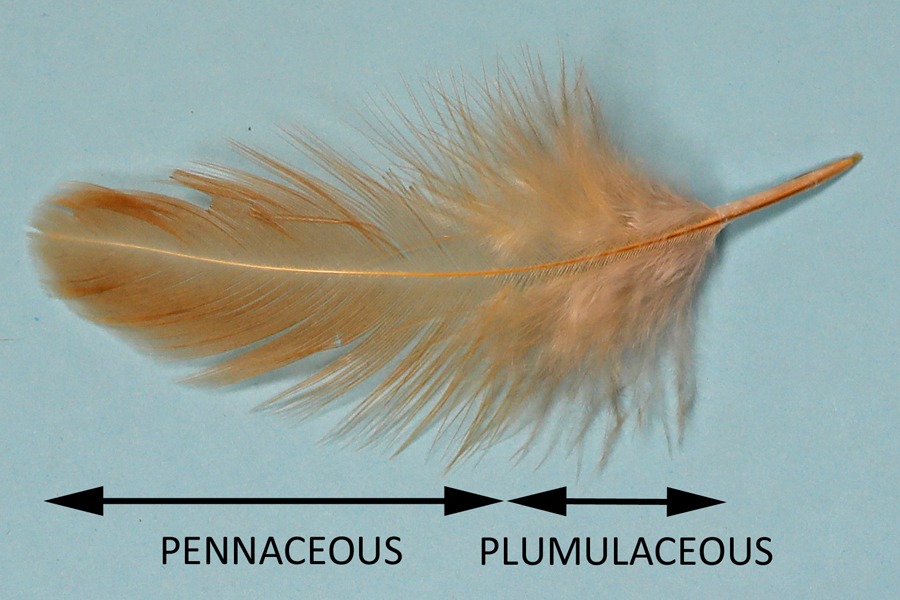 Figure 4 Chicken contour feather