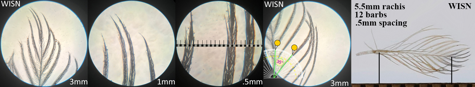 Wilson's Snipe WISN auricular details