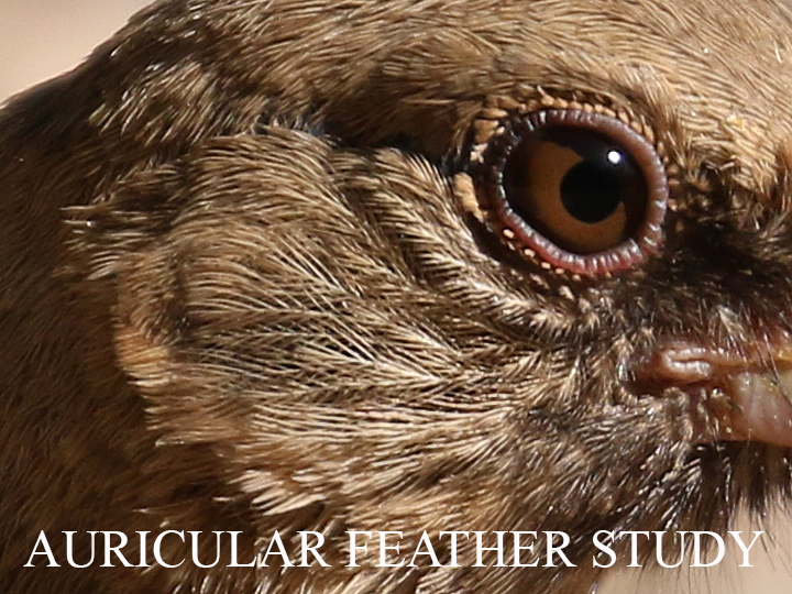 Auricular Feather Study